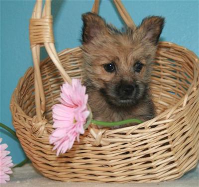Norwich Terrier Puppies for Sale