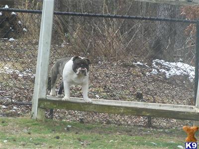 Stud Dogs - English Bulldog