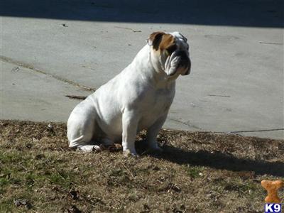 Stud Dogs - English Bulldog