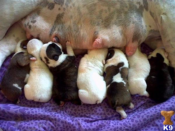 Puppies in NE