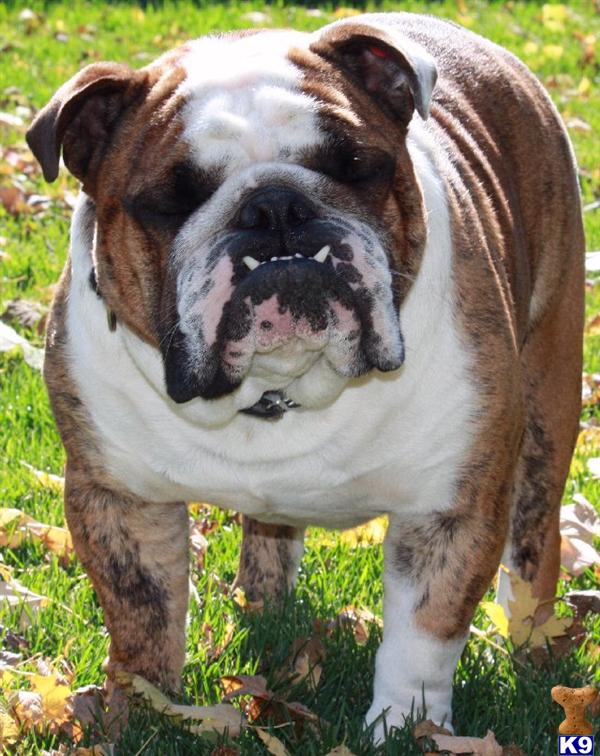 Stud Dogs in NE