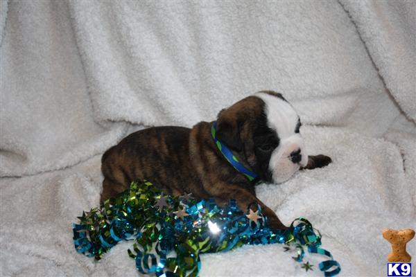 Puppies in NE