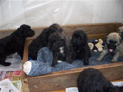 Bouvier des Flandres Puppies for Sale