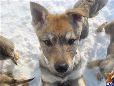 Wolf Dog Puppies for Sale