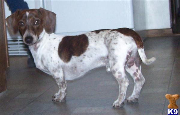 Stud Dogs - Dachshund