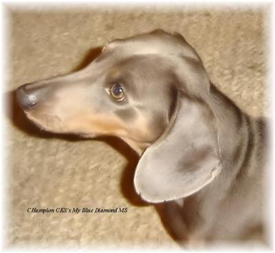 Stud Dogs - Dachshund