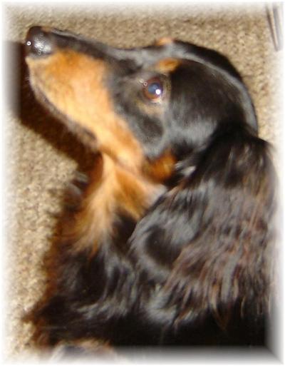 Stud Dogs - Dachshund