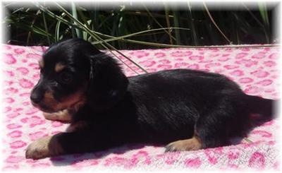 Dachshund Puppies in TX