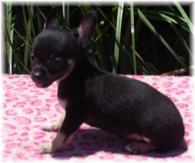Chihuahua Puppies in TX