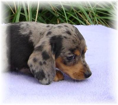 Dachshund Puppies in TX