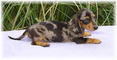 Dachshund Puppies in TX