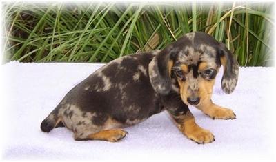 Dachshund Puppies in TX