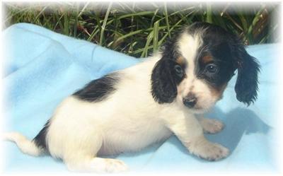 Dachshund Puppies in TX