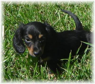 Dachshund Puppies in TX