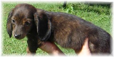 Dachshund Puppies in TX