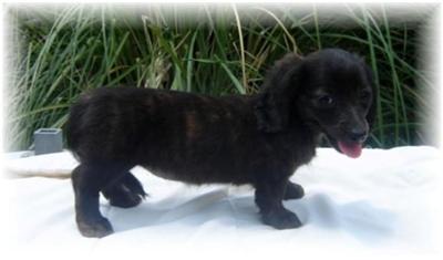 Dachshund Puppies in TX