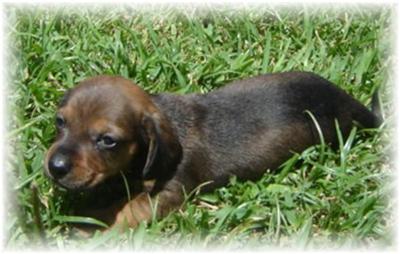 Dachshund Puppies in TX