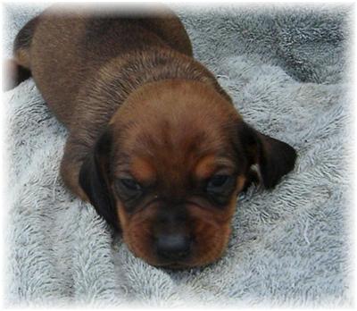 Dachshund Puppies in TX