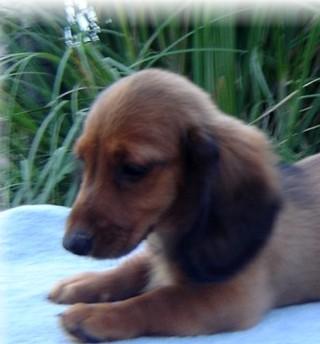 Dachshund Puppies in TX