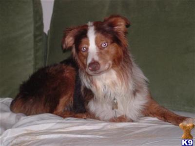 Stud Dogs - Australian Shepherd
