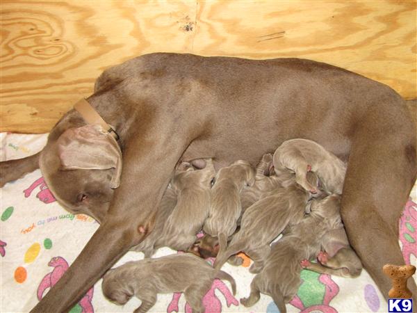 Weimaraner Puppies