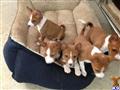 Basenji