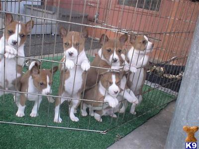 Puppies in Albuquerque