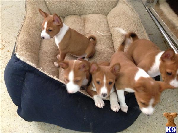 Puppies in NM