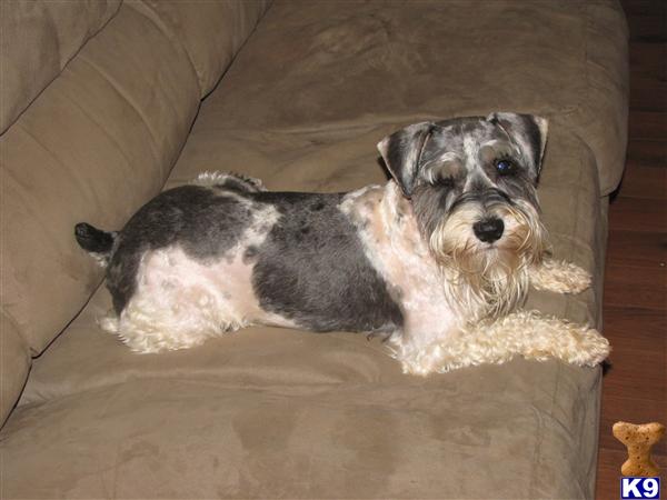 Stud Dogs - Miniature Schnauzer