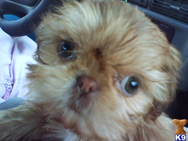 Puppies in Norwalk