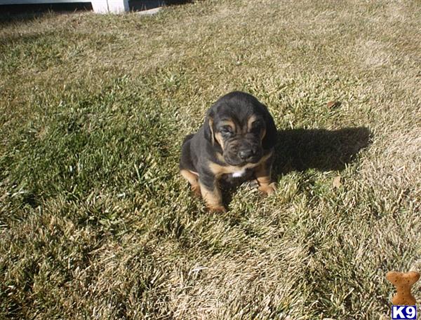 Bloodhound Puppies