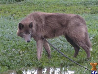 Wolf Dog Puppies