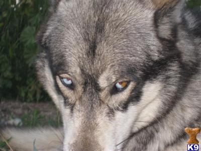 Wolf Dog Puppies