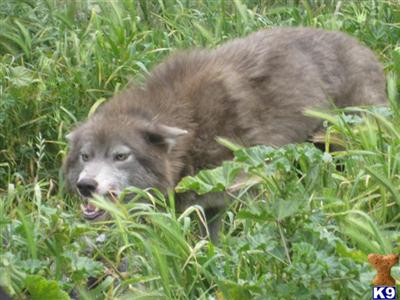 Wolf Dog Puppies