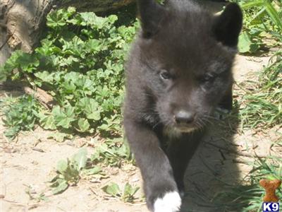 Wolf Dog Puppies