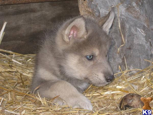 Wolf Dog Puppies