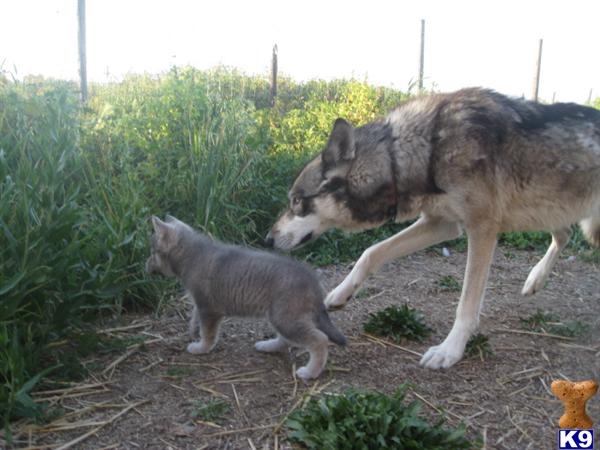 Wolf Dog Puppies