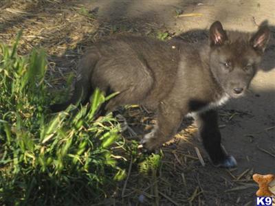 Wolf Dog Puppies