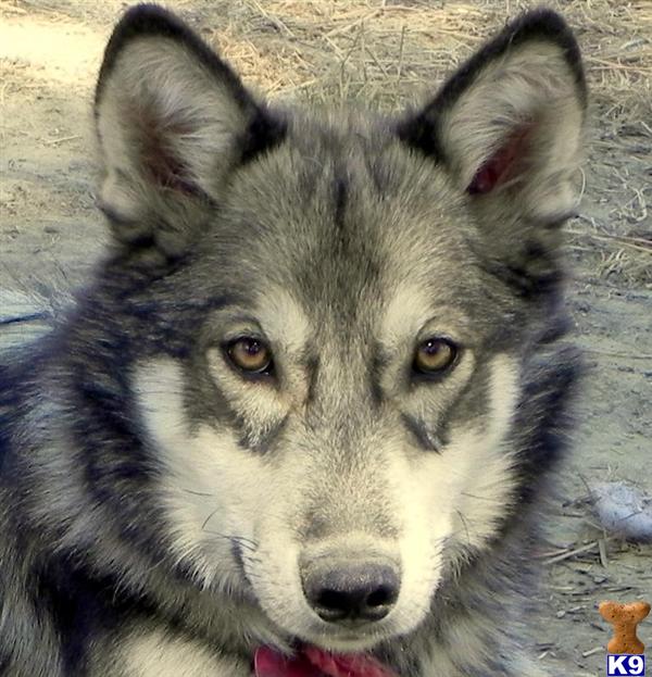 kunming wolfdog