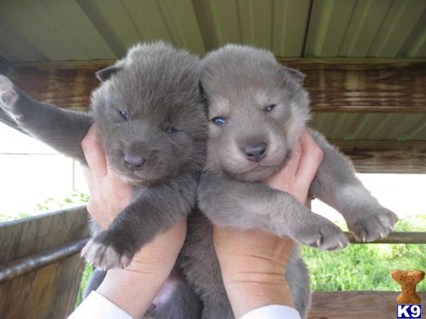 Wolf Dog Puppies