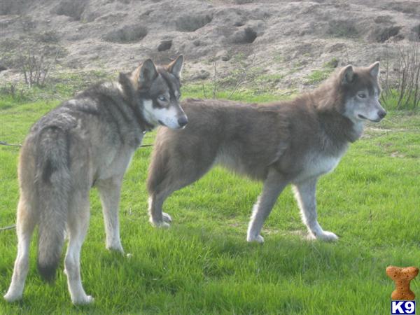 Wolf Dog Puppies