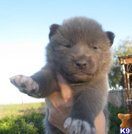 Wolf Dog Puppies
