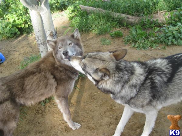 Wolf Dog Puppies