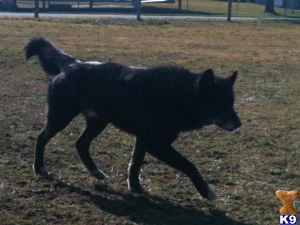 Wolf Dog Puppies