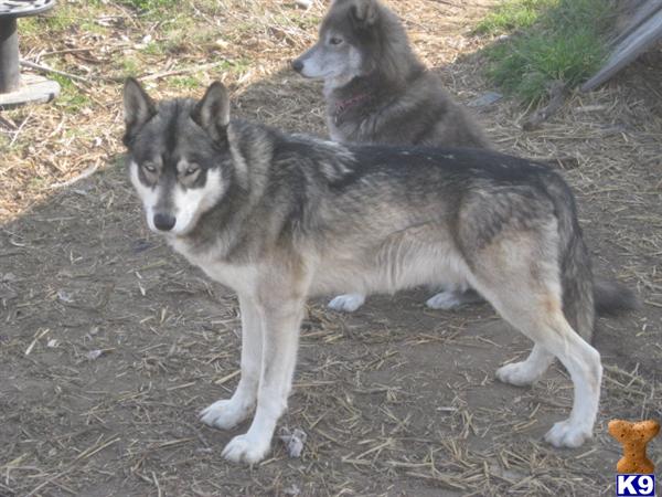 Wolf Dog Puppies