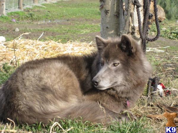 Wolf Dog Puppies