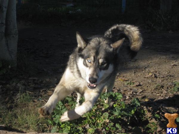 Wolf Dog Puppies