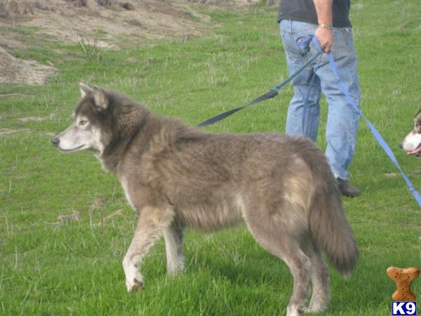 Wolf Dog Puppies