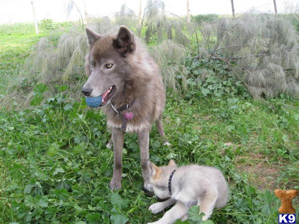 Wolf Dog Puppies