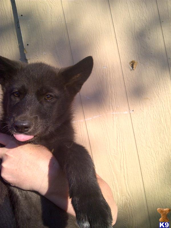 Wolf Dog Puppies